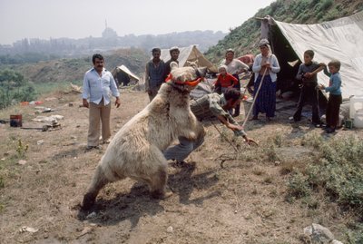 Et sigøjnerbjørnenummer øver sig til et karneval med romaer. Nær Istanbul, Tyrkiet. af James L Stanfield