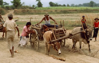 En oksekærre kører fast i det tunge støv på en dårlig vej. Landsbyen Sebin, Burma. af James L Stanfield