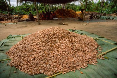 En stor bunke kakaobønner (slægt: Theobroma, art: cacao), som allerede har været i... af James L Stanfield
