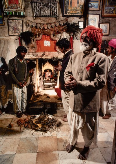 Hellige rotter bor i Karni Mata-templet for den hinduistiske gudinde Bhagwati Karniji i Deshnoke, Rajasthan, Indien. af James L Stanfield