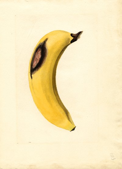 Banan (Musa) (akvarel) af James Marion Shull