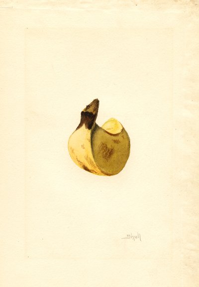 Banan (Musa) (akvarel) af James Marion Shull