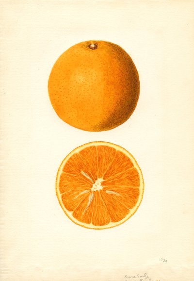 Boone Early Oranges (Citrus sinensis) (akvarel) af James Marion Shull