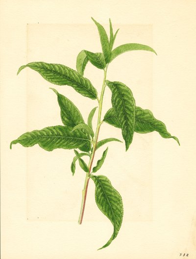 Gren med grønne blade fra Elberta ferskentræ ( Prunus persica: Elberta) (akvarel) af James Marion Shull