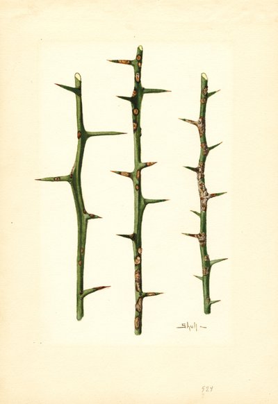 Citruskræft på stængel af appelsinplante (Poncirus trifoliata) (akvarel) af James Marion Shull