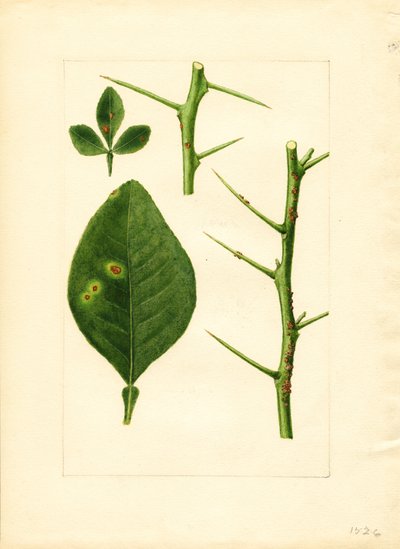 Sygt blad og kvist af appelsintræ (Poncirus trifoliata) (akvarel) af James Marion Shull