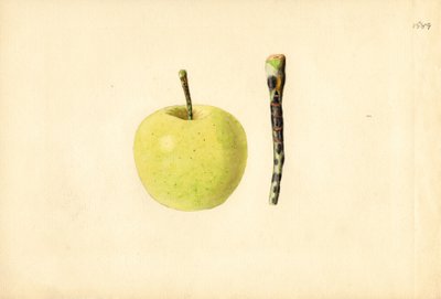 Golden Delicious-æble (Malus domestica) (akvarel) af James Marion Shull