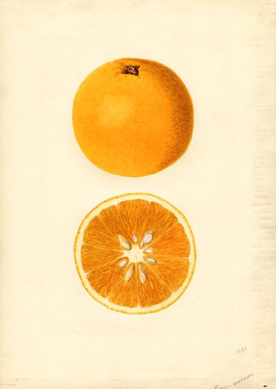 Homosassa appelsiner (Citrus sinensis) (akvarel) af James Marion Shull