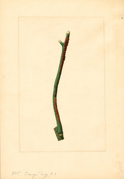 Kvist af appelsintræ (Citrus sinensis: Valencia) (akvarel) af James Marion Shull