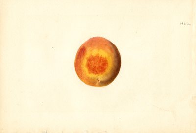 Fersken (Prunus persica: Elberta) (akvarel) af James Marion Shull