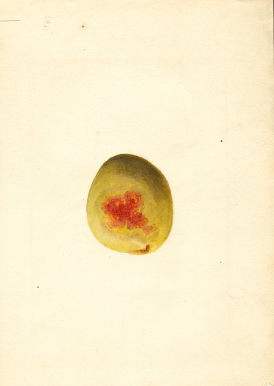 Fersken (Prunus persica: Elberta) (akvarel) af James Marion Shull