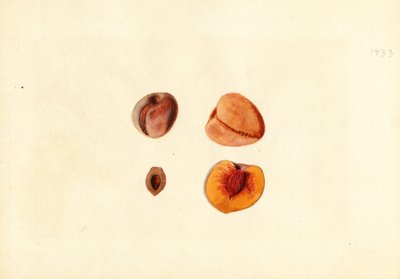 Ferskner ( Prunus persica: Hutchkins) (akvarel) af James Marion Shull