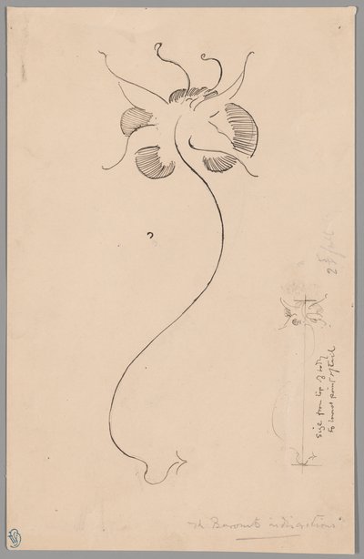Sommerfugl (recto); Studie af sommerfugl (verso) af James McNeill Whistler
