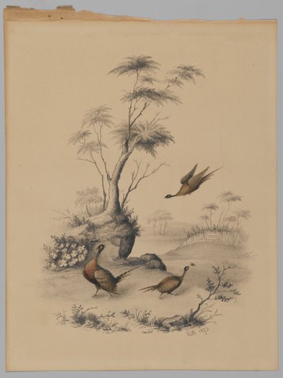 Tre fasaner, 1873 (grafit & wc på papir) af James Ryder van Brunt