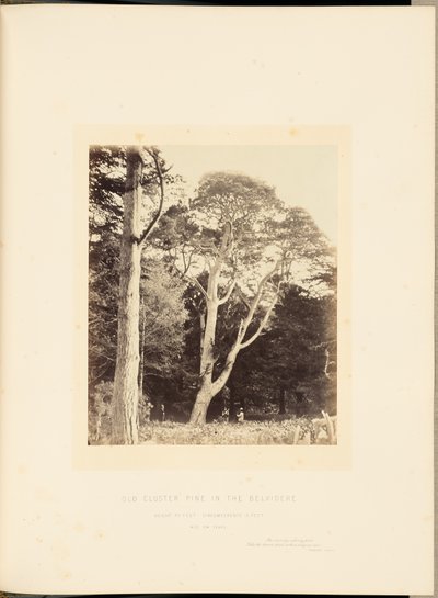 Gammel klyngefyr i Belvidere af James Sinclair, 14th Earl of Caithness