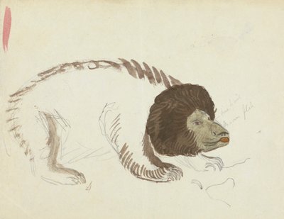 En bjørn af James Sowerby