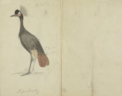 En kran af James Sowerby