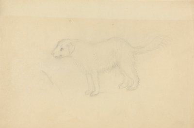 En hund af James Sowerby