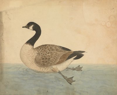 En gås af James Sowerby