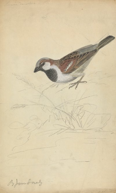 En gråspurv af James Sowerby
