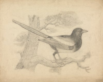 En Magpie i et Træ af James Sowerby