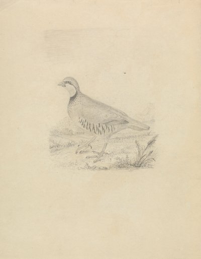 En Vagtel af James Sowerby