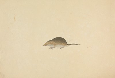 En spidsmus af James Sowerby