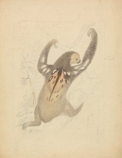 Et trefingret dovendyr af James Sowerby