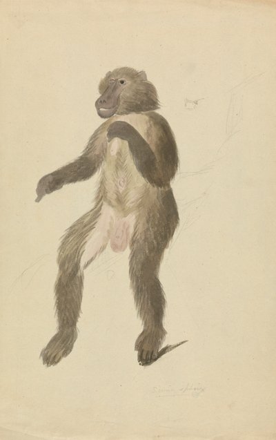 En mandrill af James Sowerby