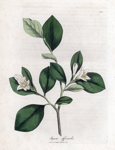 Aliboufier - Storax, Styrax officinalis. Håndfarvet kobberstik fra en botanisk illustration af James Sowerby fra William Woodville og Sir William Jackson Hookers "" Medical Botany,"" John Bohn, London af James Sowerby