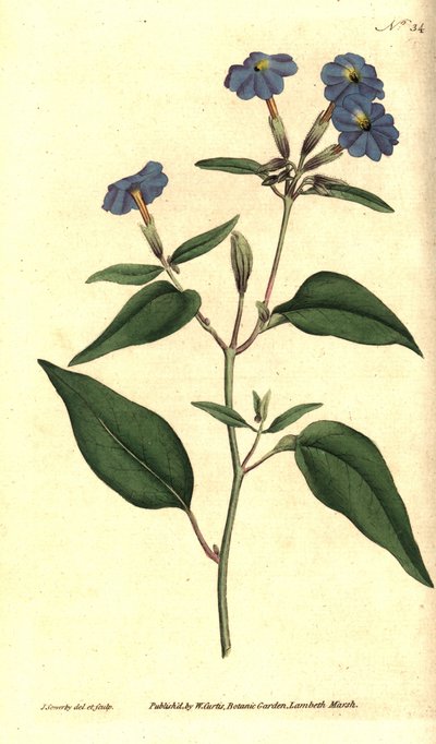 Amerikansk browallie - Jamaicansk forglemmigej, ametystblomst eller buskviol, Browallia americana (Tall browallia, Browallia elata). Håndfarvet kobberstik og botanisk illustration af James Sowerby fra William Curtis