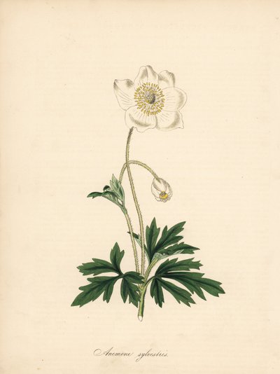 Anemone of the bores - Snowdrop anemone, Anemone sylvestris. Taget fra en illustration af James Sowerby i William Curtis