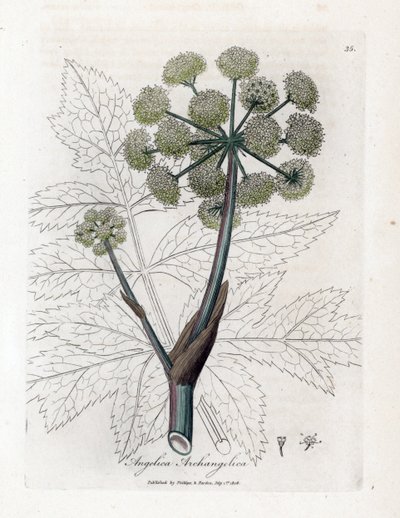 Angelique true eller officinal eller archangelique - Have angelica, Angelica archangelica. Håndfarvet kobberstik fra en botanisk illustration af James Sowerby fra William Woodville og Sir William Jackson Hookers "" Medical Botany,"" John Bohn, af James Sowerby