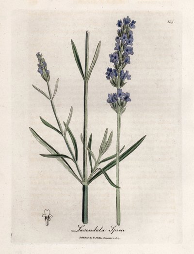 Apic lavendel. Håndfarvet kobberstik fra en tegning af James Sowerby (1757-1822), i Botanique Medicinale af James Sowerby
