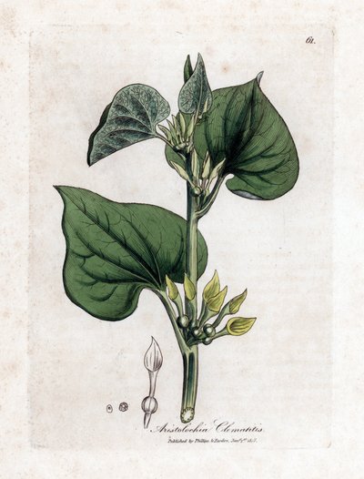 Aristoloche clematite - Klatrende fødselsurt, Aristolochia clematitis. Håndfarvet kobberstik fra en botanisk illustration af James Sowerby fra William Woodville og Sir William Jackson Hookers "" Medical Botany,"" John Bohn, London af James Sowerby