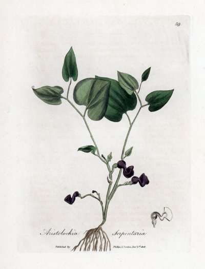 Aristoloche variete - Slange-rod fødselsurt, Aristolochia serpentaria. Håndfarvet kobberstik fra en botanisk illustration af James Sowerby fra William Woodville og Sir William Jackson Hookers "" Medical Botany,"" John Bohn, London af James Sowerby