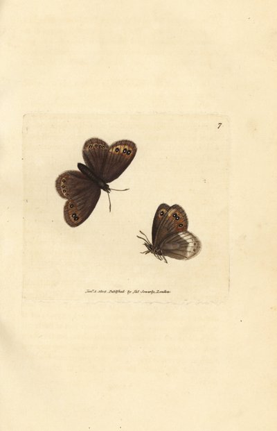 Arran brun, Erebia ligea (Papilio ligea). Håndfarvet kobberstik af James Sowerby fra The British Miscellany, eller farvede figurer af nye, sjældne eller lidet kendte dyreemner. af James Sowerby