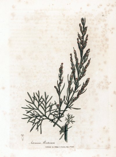 Aurone- eller citrongræs- eller sagebrush citrongræs - Southernwood, Artemisia abrotanum. Håndfarvet kobberstik fra en botanisk illustration af James Sowerby fra William Woodville og Sir William Jackson Hookers "" Medical Botany,"" John Bohn, Lond af James Sowerby