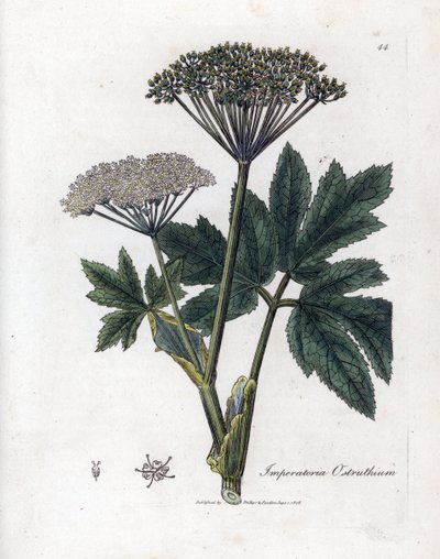Benzoin eller Imperatory - Almindelig masterwort, Imperatoria ostruthium. Håndfarvet kobberstik fra en botanisk illustration af James Sowerby fra William Woodville og Sir William Jackson Hookers "" Medical Botany,"" John Bohn, London af James Sowerby