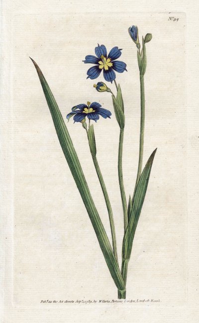 Bermudian med smalle blade - Litografi af James Sowerby (1757-1822), fra Botanical Magazine af William Curtis (1746-1799) af James Sowerby