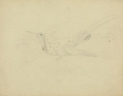 Paradisfugl af James Sowerby