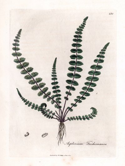 Sort doradilla eller falsk kapillær (bregne) - Almindelig jomfruhårbregne eller milt, Asplenium trichomanes. Håndfarvet kobberstik fra en botanisk illustration af James Sowerby fra William Woodville og Sir William Jackson Hookers "" Medical Bo af James Sowerby