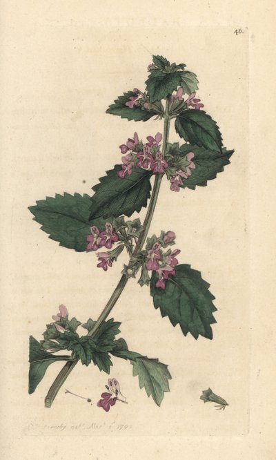 Sort horehound, Ballota nigra (Ballote noire) Håndfarvet kobberstik efter en illustration af James Sowerby fra James Smith