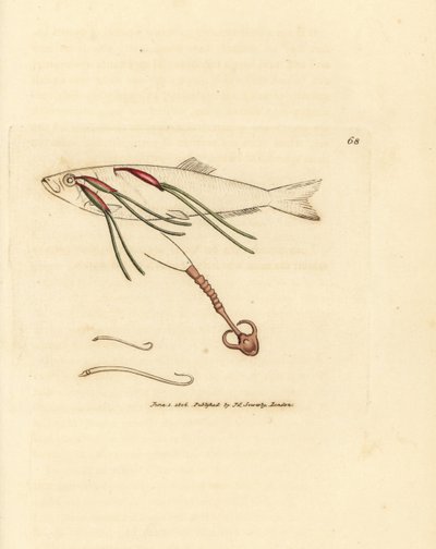 Blodnende copepod-parasit på et sprayøje, Lernaeenicus sprattae (Lernaea sprattae). Og endnu en mærkelig orm fundet på en østersskal. Håndfarvet kobberstik af James Sowerby fra The British Miscellany, eller farvede figurer af nye, sjældne, af James Sowerby