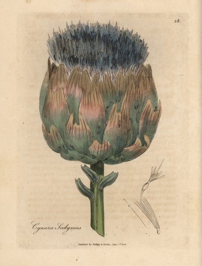 Blå og lilla blomstret artiskok, Cynara Scolymus af James Sowerby