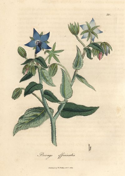 Blåblomstret borage, Borago officinalis af James Sowerby