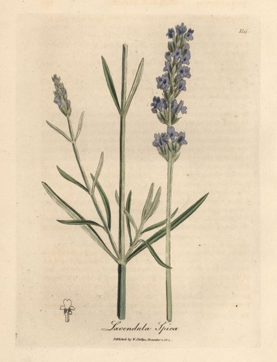 Blåblomstret lavendel, Lavandula spica af James Sowerby