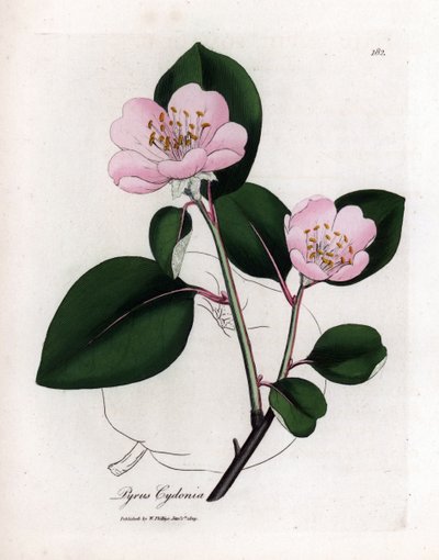 Botanisk tavle: blomster og kvæde, frugt af Cognassier (Cydonia oblonga) - Lyserødt blomstret kvædetræ med kontur af frugt, Pyrus cydonia. Håndfarvet kobberstik fra en botanisk illustration af James Sowerby fra William Woodville og Sir Wil af James Sowerby