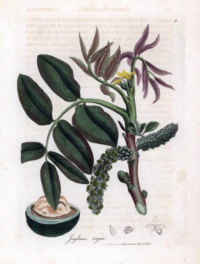 Botanisk tavle: blade, planter og valnøddefrugt Blade, gul blomst og nød fra det almindelige valnøddetræ, Juglans regia. Håndfarvet kobberstik fra en botanisk illustration af James Sowerby fra William Woodville og Sir William Jackson Hooker