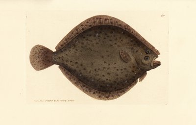 slethvar eller dragefisk, Scophthalmus rhombus (Pleuronectes rhombus). Håndfarvet kobberstik af James Sowerby fra The British Miscellany, eller farvede figurer af nye, sjældne eller lidet kendte dyreemner. af James Sowerby